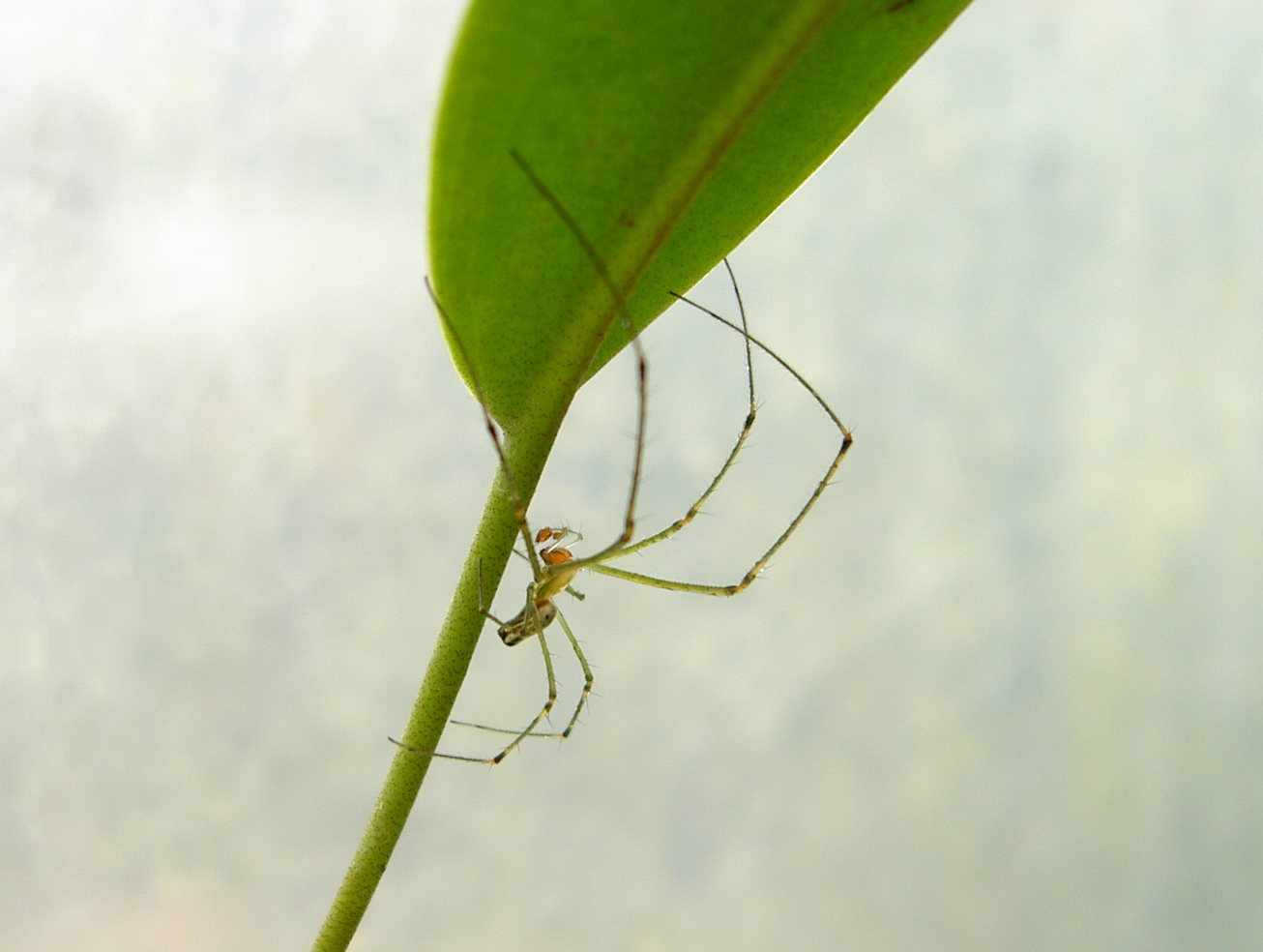 Spider on Nepenthes leaf